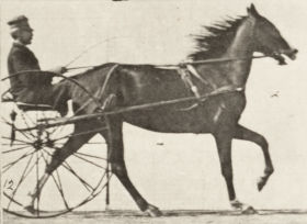 Plate 614 'Flode Holden' trotting, harnessed to sulky, breaking into a gallop — figure reference